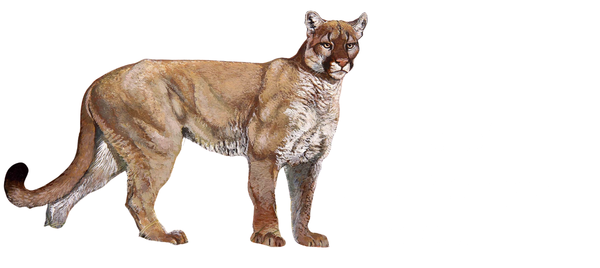 el-puma-puma-de-las-pampas
